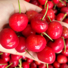 체리5키로박스구매 TOP01