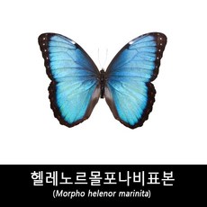 헬레노르몰포나비표본-Morpho helenor marinita, 1개