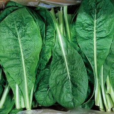 야채왕 치콘 2kg (여름철엔 푸른색)(실중량1.8~2KG), 1개
