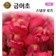 식용꽃 금어초 9종모음