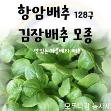 모두다팜 항암배추 128구 김장배추모종 알배기배추모종 맛있는 가을베타 황금배추모종 배추모종 1판, 가을베타 항암배추 128구(김장용), 1개