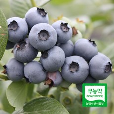 세모농 친환경 국산 무농약 생 블루베리 생과 프리미엄, 5개, 100g(상), 무농약 블루베리 상