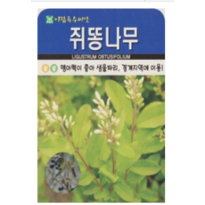 쥐똥나무