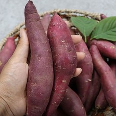 욕지고구마