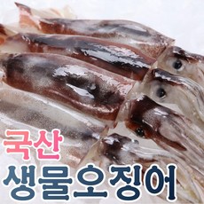 생물오징어손질