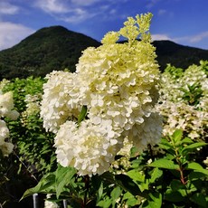 바닐라프레이즈