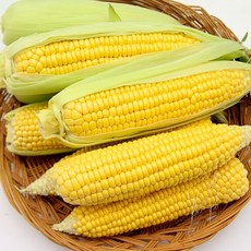 맛꾼푸드 달콤한 못난이 초당옥수수 10개입 10~14cm내외