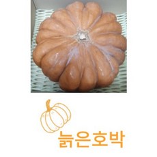 달콤한 국내산 늙은호박 건강식 간식용 호박죽 호박전, 1개, 3kg이상
