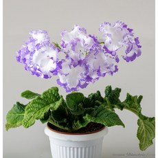 스트렙토카르푸스 DS-2422