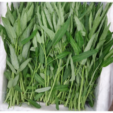 당일수확 국내산 공심채 나물 신선한 베트남 모닝글로리 morningglory 쌈채소, 1개, 500g