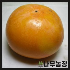 (나무농장) (평일당일발송) 감나무 부유단감 접목1년 묘목