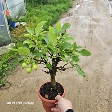 애기사과나무 과실수 열매식물 249, 1개