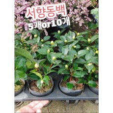 제주도동백꽃술