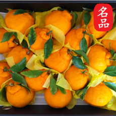 한라봉 14brix 당도선별 고당도 특품 제주 서귀포산, 1개, 3kg