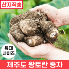 [품질보증] 제주도 왕토란 종자 특대 사이즈 (생산량이 풍부한 타로 토란종자), 1박스, 3kg