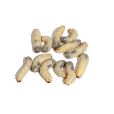 살아있는 생굼벵이 도마뱀먹이 파충류먹이 햄스터 닭사료 영양식먹이 고단백먹이 소량판매, 500g, 선택안함