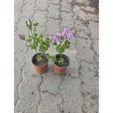 1+1 미스김라일락 라일락 향기나는꽃 야생화 봄꽃 꽃 에이피플랜츠, 1개, 기본