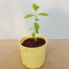 콩플라워 태국구아바 유묘 직수입식물 과실수