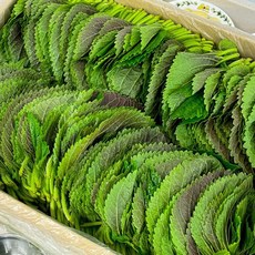 농가살리기 대용량 국내산 깻잎 1kg 한박스 (900~1000장 내외), 농가살리기 대용량 국내산 깻잎 1kg 한박스 (900~, 1개