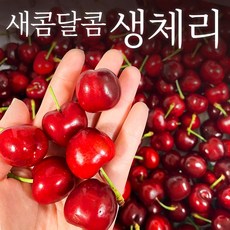 쁘띠체리손싸개