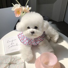 떼아몽