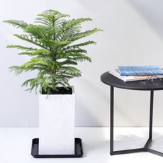 아라우카리아대형