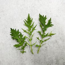 경수채 교나 미즈나 일본채소, 1개