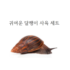 귀여운 달팽이 관찰 사육 세트