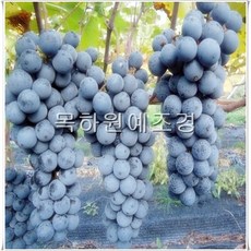 목하원예조경 포도나무(MBA머루포도 결실주 분)