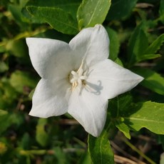 백도라지씨앗 100g / 백도라지 / 국내 생산 종자