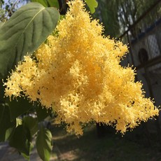 4651dada0088a4eecd960ba4a58ec2361ad8ca1c40fe34b3c5dcfb53be36.jpg