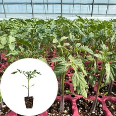 새마을총각 대추방울토마토모종 빨강 스테비아농법, 2개