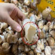 동해안 자연산 활 백골뱅이 1KG 소 (35-45미) 국내산골뱅이 통골뱅이, 1개