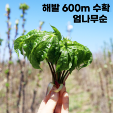 [산지직송] 강릉 오대산 자연산 개두릅 엄나무순 엄나물 24년 수확, 1개, 1kg