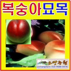 (G성모)천도복숭아나무묘목(천홍)접목1년(포트) 2그루