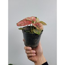 수입칼라디움 핑크스트로베리스타 식물 10~25cm 79