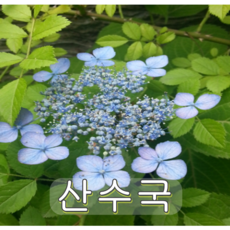 산수국나무 포트묘 2그루 나무 묘목, 2개