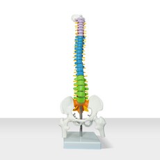 카르빈 척추모형 요추 경추 45cm, 1개 색상형