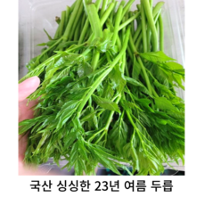 국산 2023년 여름 햇두릅 1kg 2kg 두릅나물 국내산 드릅 새순 두릅 독활나물 봄 산나물 제철나물 참두릅 봄나물 여름나물, 4개