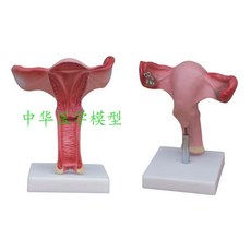 해부학빅토이