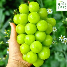 산지직송샤인머스켓1kg