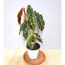 베고니아마큘라타