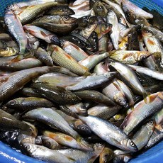국내 자연산 민물고기 잡고기 1kg ( 500g x 2팩 )