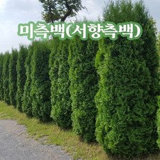 미측백