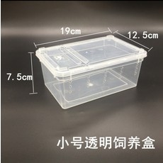 일본왕개미