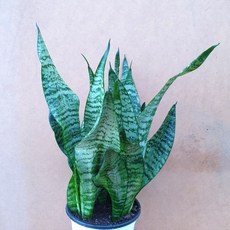 마이리틀타이거플라워가든