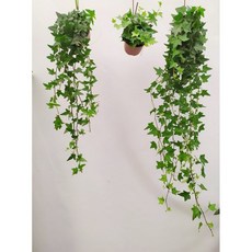 보거스플라워 아이비 10~120cm 식물 모음 수성 공기정화식물 행잉플랜트 식물 스킨답서스, 3. 아이비 (120cm), 1개