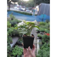 싱고니움밀크컨페티