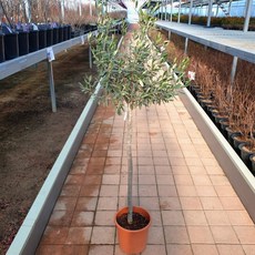 [과수] 자가수정 올리브(아르베키나) 중대형 묘목 3종, 1개, 키150cm (직경4cm)