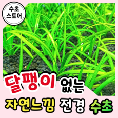 사지타리아